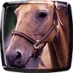 Logo of Horse Live Wallpaper android Application 