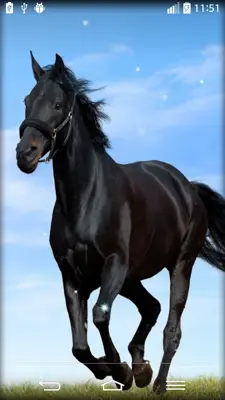 Horse Live Wallpaper android App screenshot 0